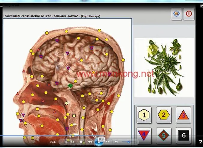 18D phytotherapy